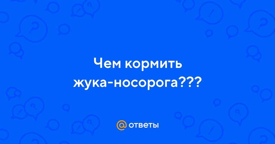 Как кормить жука-носорога?