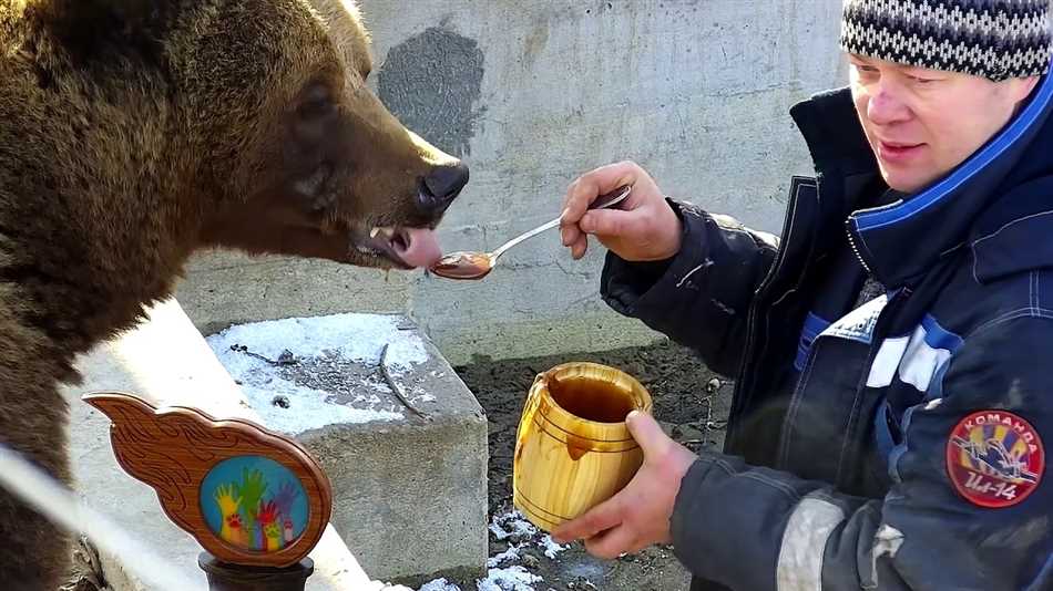 Размеры и поведение медведя при поедании меда