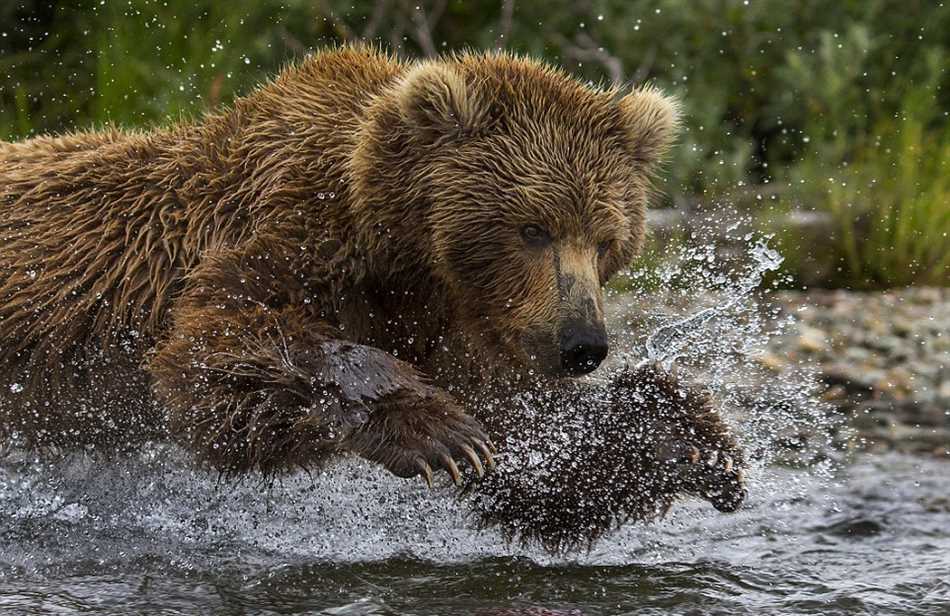 Как медведица кормит медвежат?