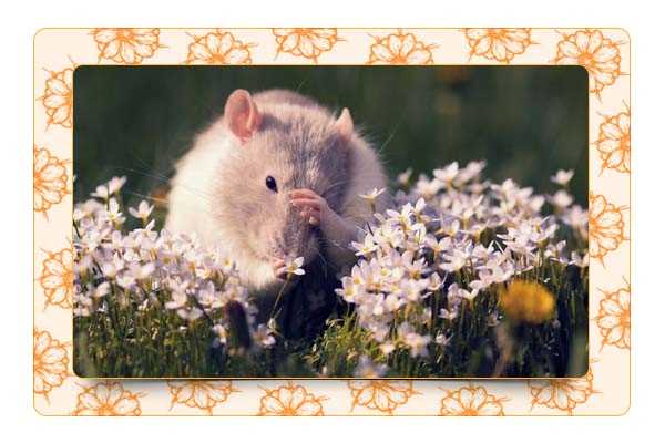 Влияние полыни на мышей и крыс