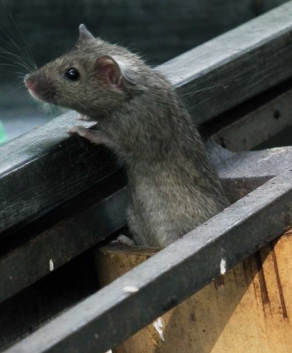 Мыши и крысы как носители полыни