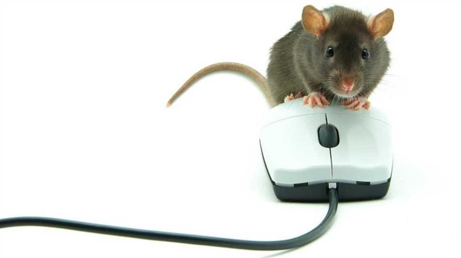Как мыши и крысы относятся к полыни?