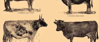 Безрогие каровы: как называется порода коров без рог?