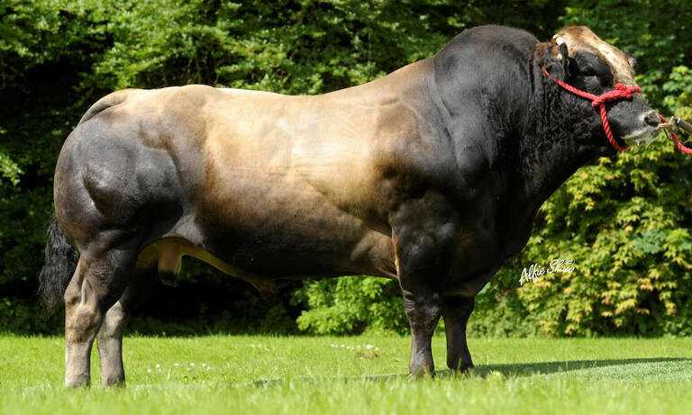 Физические характеристики быка прерий