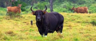 Как называется бык с острова Бали