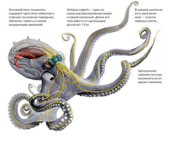 Как называется большой осьминог?