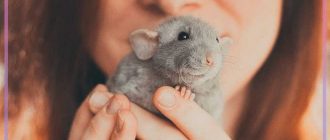 Как называется фобия от мышей?