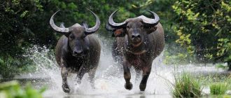Как называется буйвол из Индонезии? Находка для зоологов и исследователей!
