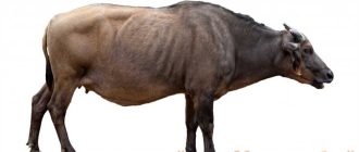 Как называется буйвол с острова Сулавеси