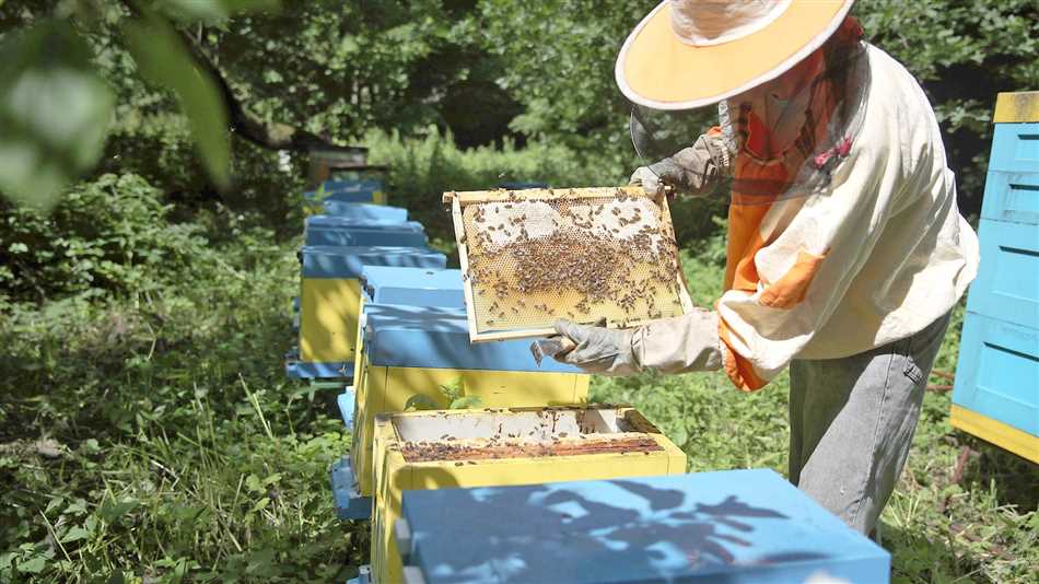 Забота о пчелиной семье