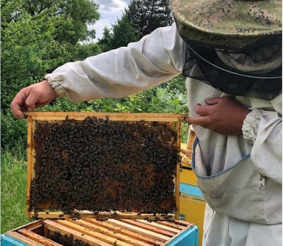 Особенности роли пчеловода