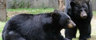 Как называется черный медведь из Северной Америки?