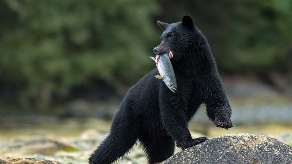 История открытия и название черного медведя из Северной Америки