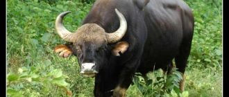 Именование дикого быка: как называется дикий бык?