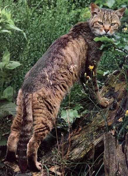 Что такое дикий лесной кот?