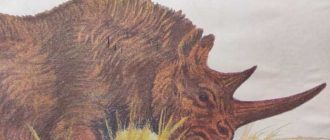 Как называется древний носорог