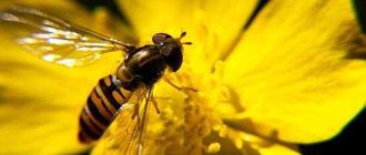 Как называется фобия боязнь большого количества насекомых?