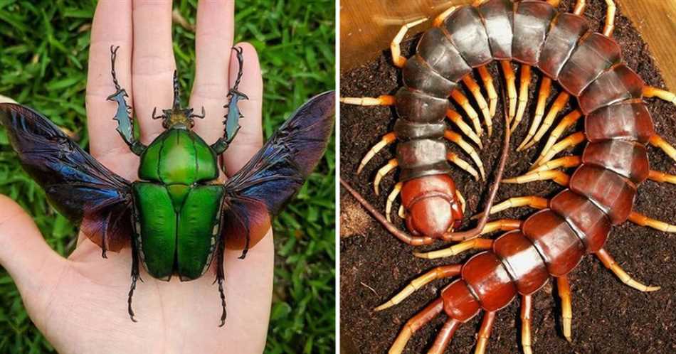 Как называется фобия когда боишься насекомых?