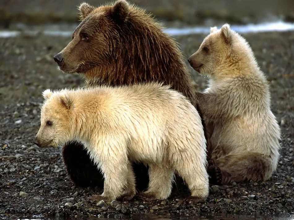 Как называется гибрид белого и бурого медведя?