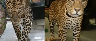 Как называется гибрид леопарда и ягуара? | Ответ на вопрос