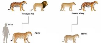 Как называется гибрид льва и тигрицы? Секреты скрещивания и название гибрида