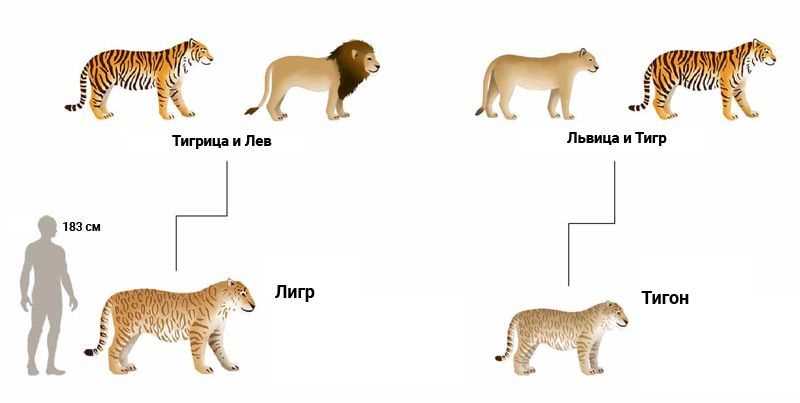 Как называется гибрид льва и тигрицы?