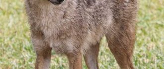Как называется гибрид волка и лисы?