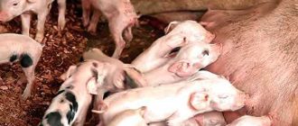 Как называется роды у свиньи: особенности процесса и наименование