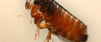 Коричневый жук, который кусается: все об этом насекомом