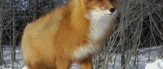 Как называется красная лисица?