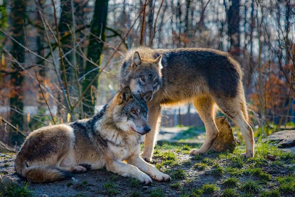 Волк и его среда обитания