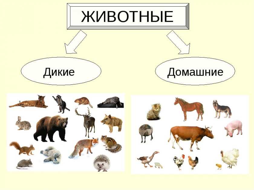 Как называется место разведения зверей?