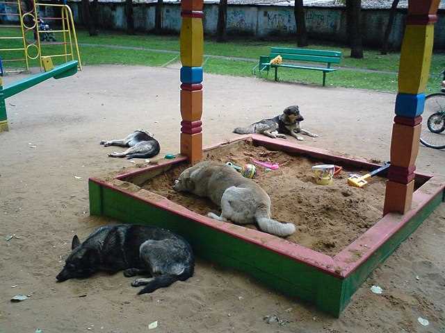 Собачий парк: идеальное место для развлечения и социализации вашего питомца