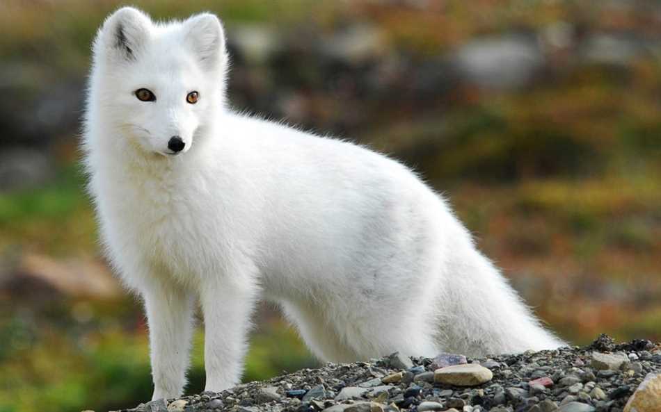 Особенности поведения и питания полярной лисы