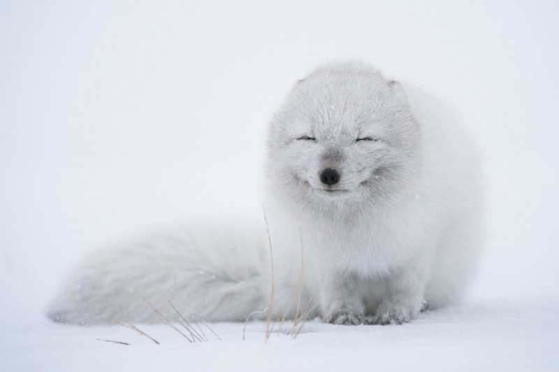Как называется полярная лиса?