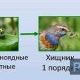 Как называется понукатель животных? - откройте для себя терминологию