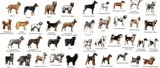 Порода охотничьих собак из 4 букв: как называется?