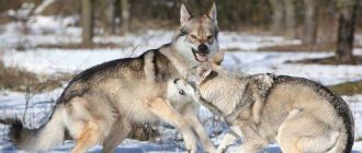 Порода волков плюс собак: как называется и их особенности