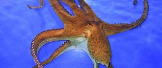Как называется русалка с щупальцами осьминога