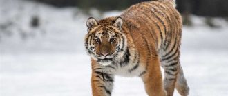 Как называется самый большой тигр?
