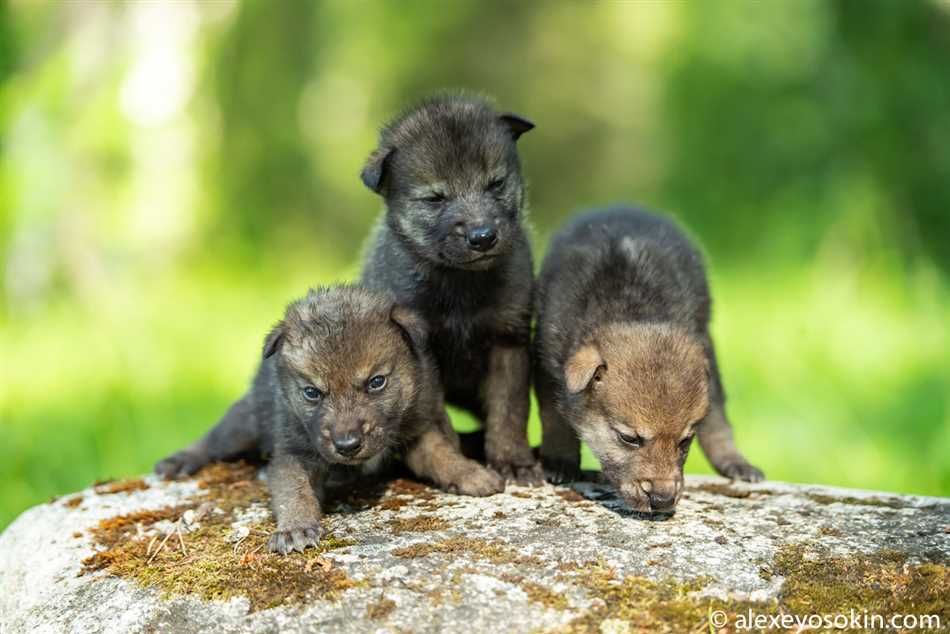 Отличия щенка волка от других щенков