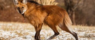 Название смеси лисы и собаки: как называется?
