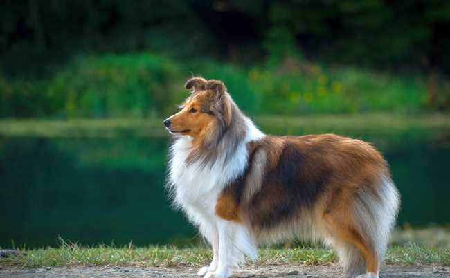 Как называется собака которая очень похожа на лису?