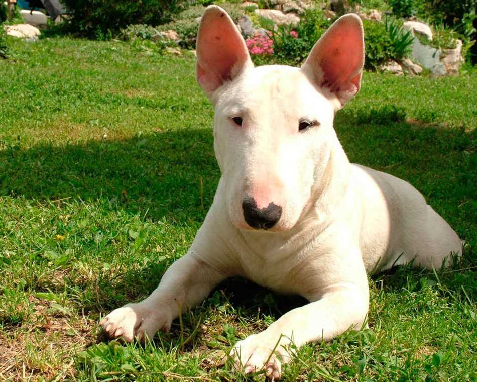 История происхождения собаки, похожей на свинью