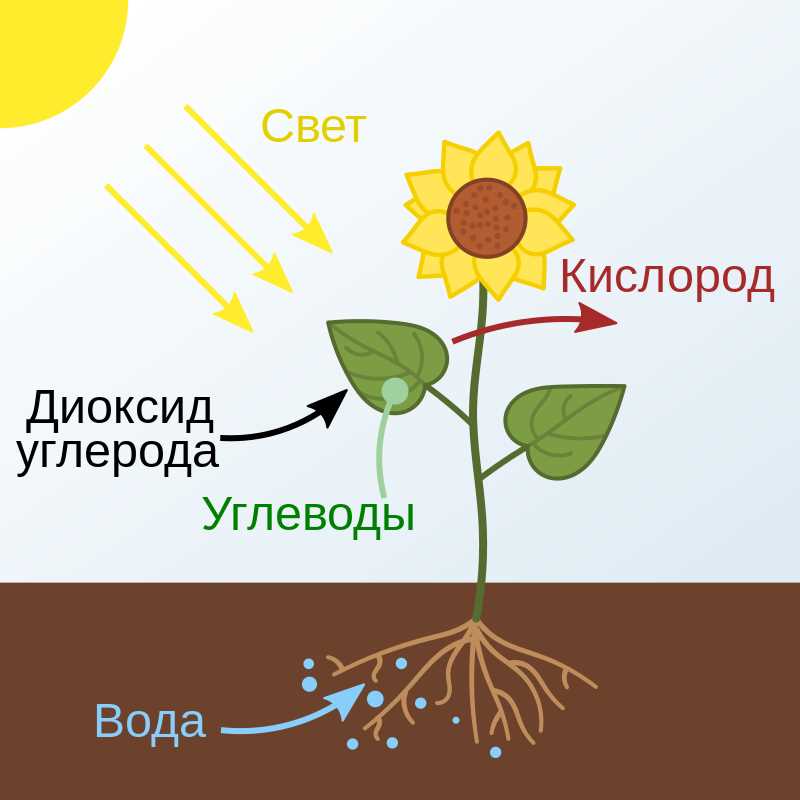 Что такое совокупность растений одного вида из 9 букв?