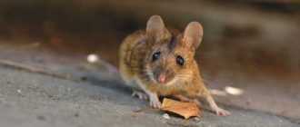 Как называется страх мышей?