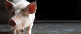Как называется свинья беконного кормления? - Ответ и полезная информация