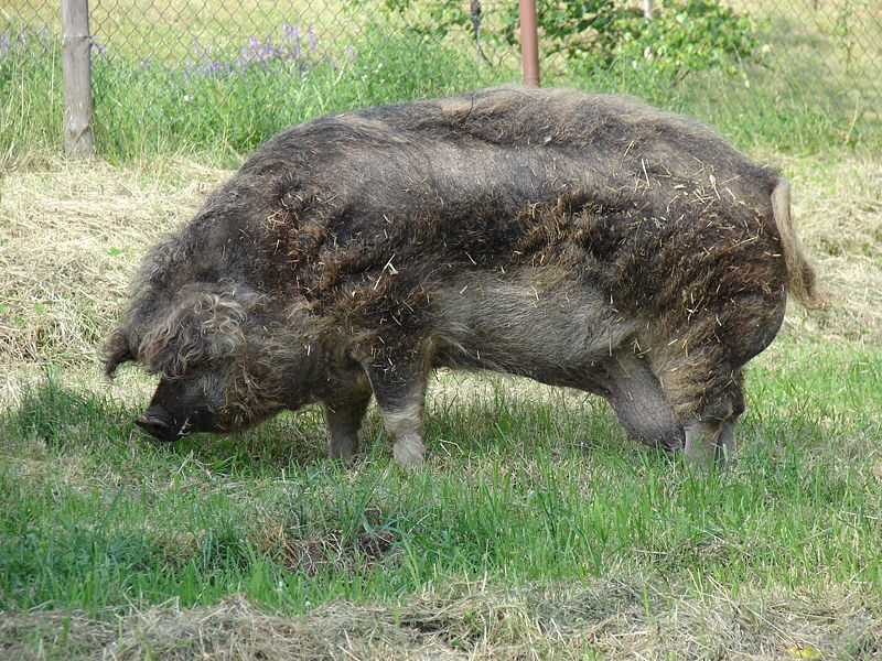 Внешний вид и размеры