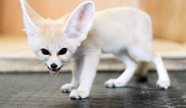 Как называется ушастая лисица?