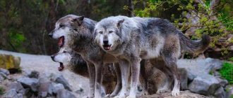 Как называется волчий загон - все о типах и названиях волчьих ограждений